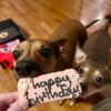 So Fetch Mini Happy Birthday Gift Box - Dog Gift Basket - Gift for Dogs - Image 3