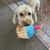 So Fetch Mini Happy Birthday Gift Box - Dog Gift Basket - Gift for Dogs - Image 2