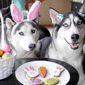 Easter Treats and Gifts For Dogs All Holidays