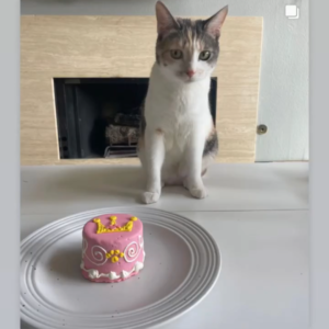 cat birthday cake delivered
