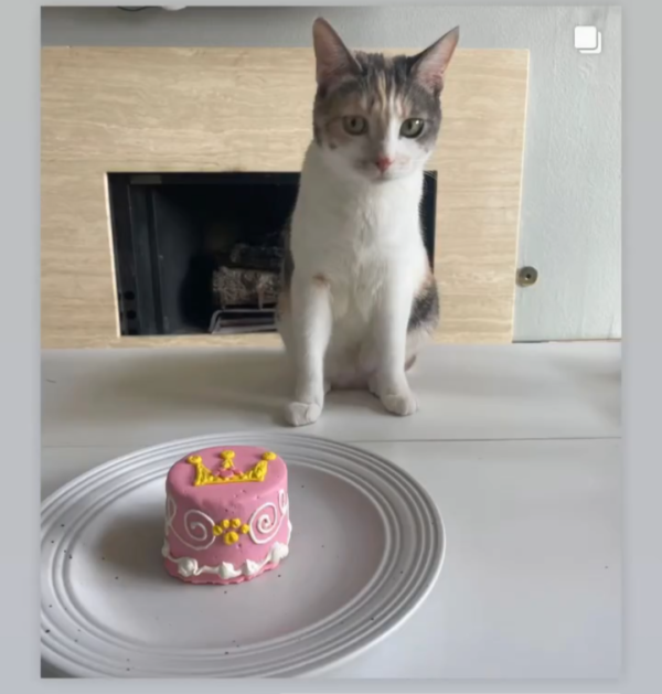 cat birthday cake delivered