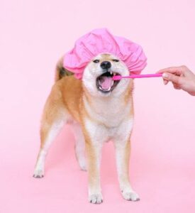 Tooth Brushing Boost Your Dog's Oral Health