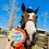 Horse Happy Birthneigh Cake® (Hard) - Image 6