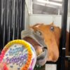 Horse Happy Birthneigh Cake® (Hard) - Image 9