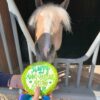 Horse Happy Birthneigh Cake® (Hard) - Image 11