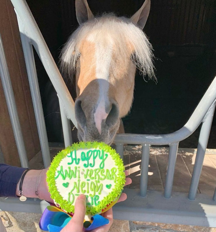 happy birthday funny horse
