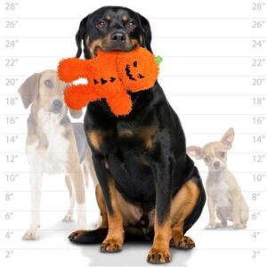 Halloween Toys for Dogs