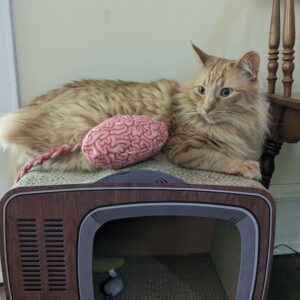 For Cats All Holidays