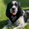 Personalized Wedding Ring Set with Name and Title Dog Bandana