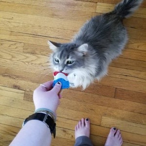 Fourth of July For Cats and All Holidays