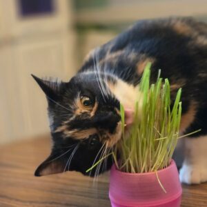 Cat Grass Balls