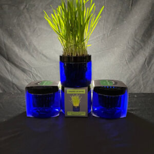 Contemporary Cat Grass Gardens for Stylish cat homes