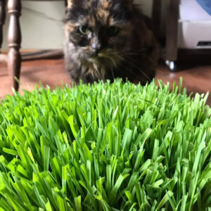 10"x10" Large Cat Grass Garden