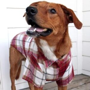 Fun Fall Flannels For Dogs