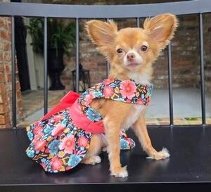 Blooming Blue and Peach Floral Dog Dress with Matching Leash